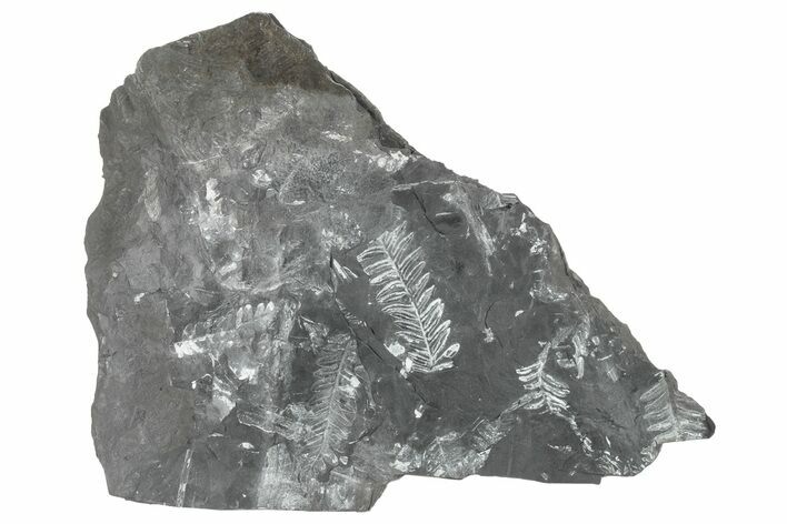 Fossil Seed Fern (Alethopteris) Plate - Pennsylvania #229319